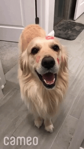 Golden retriever wagging their tail with red kiss marks all over their face.