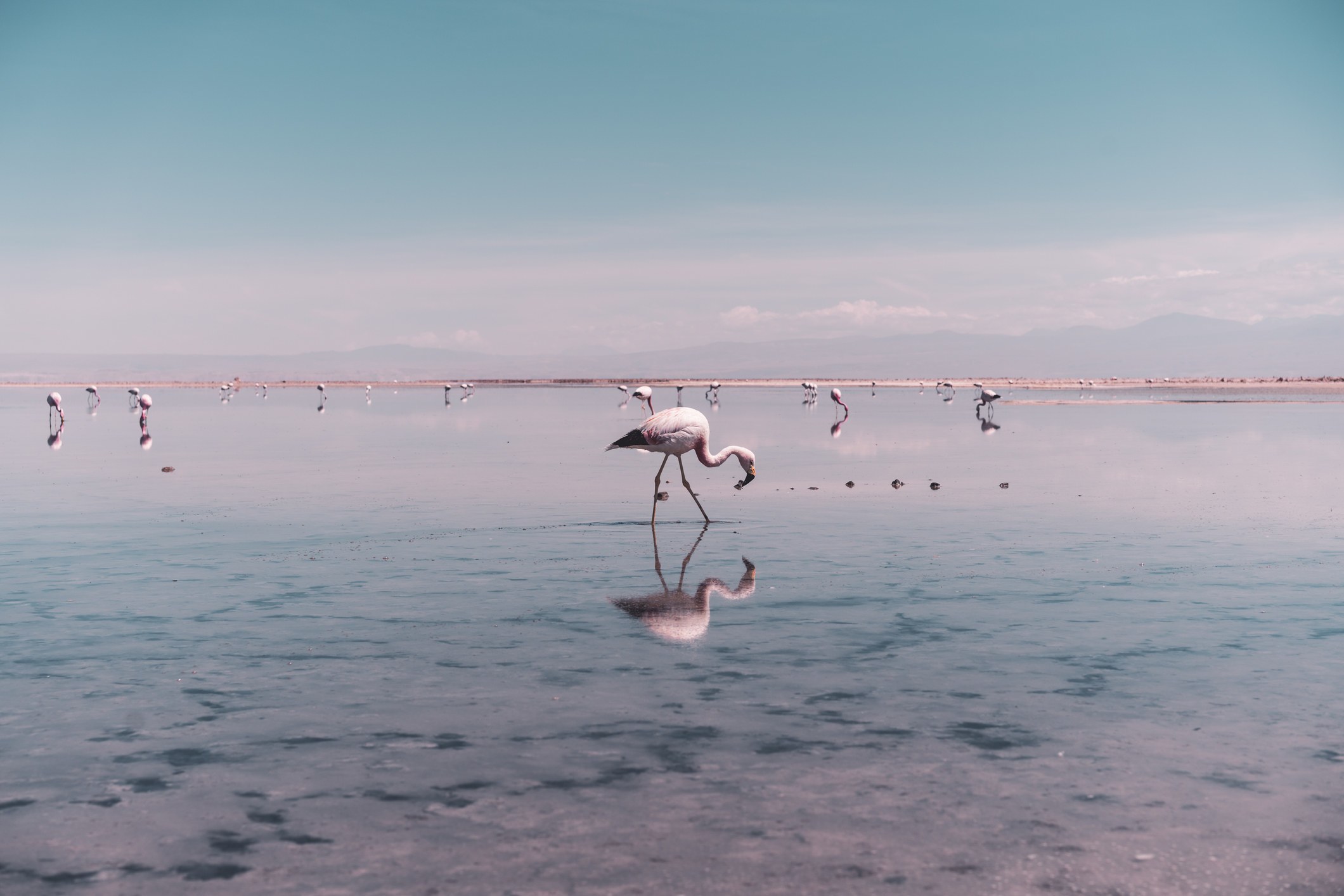 Flamingos on a Chilean salt lagoon.