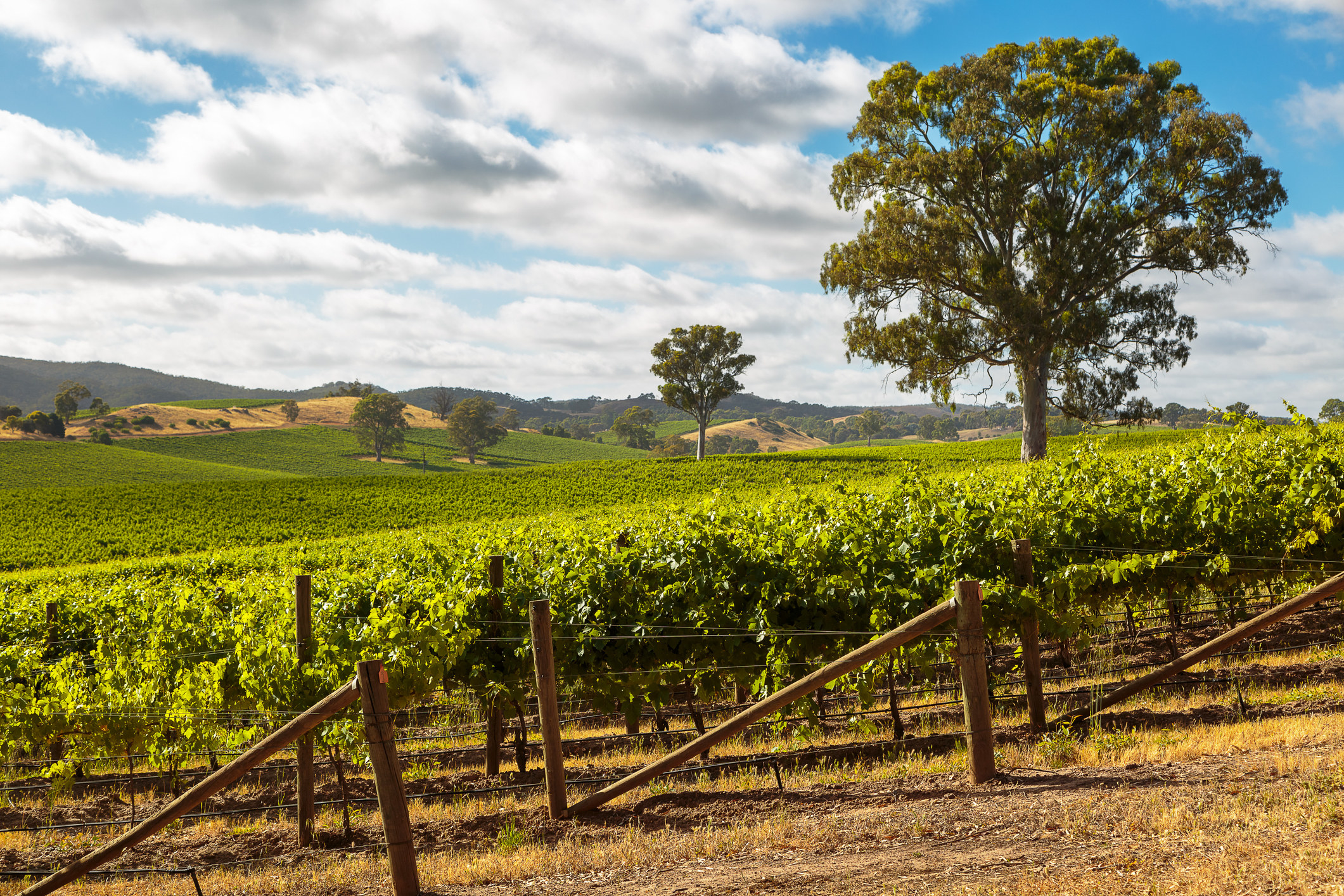 A winery in Barossa Valley, Adelaide.