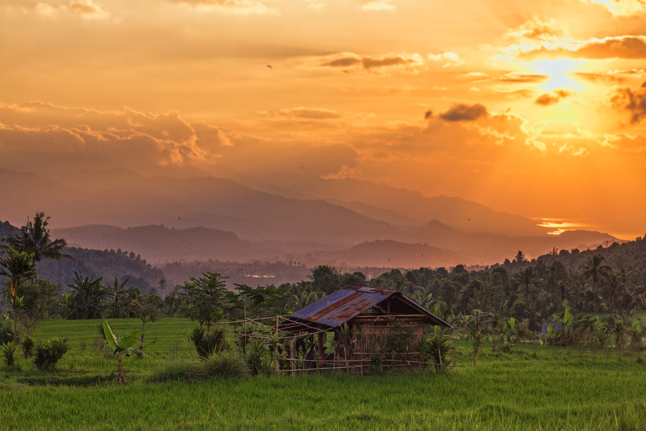 A field in Northern Bali at sunset.