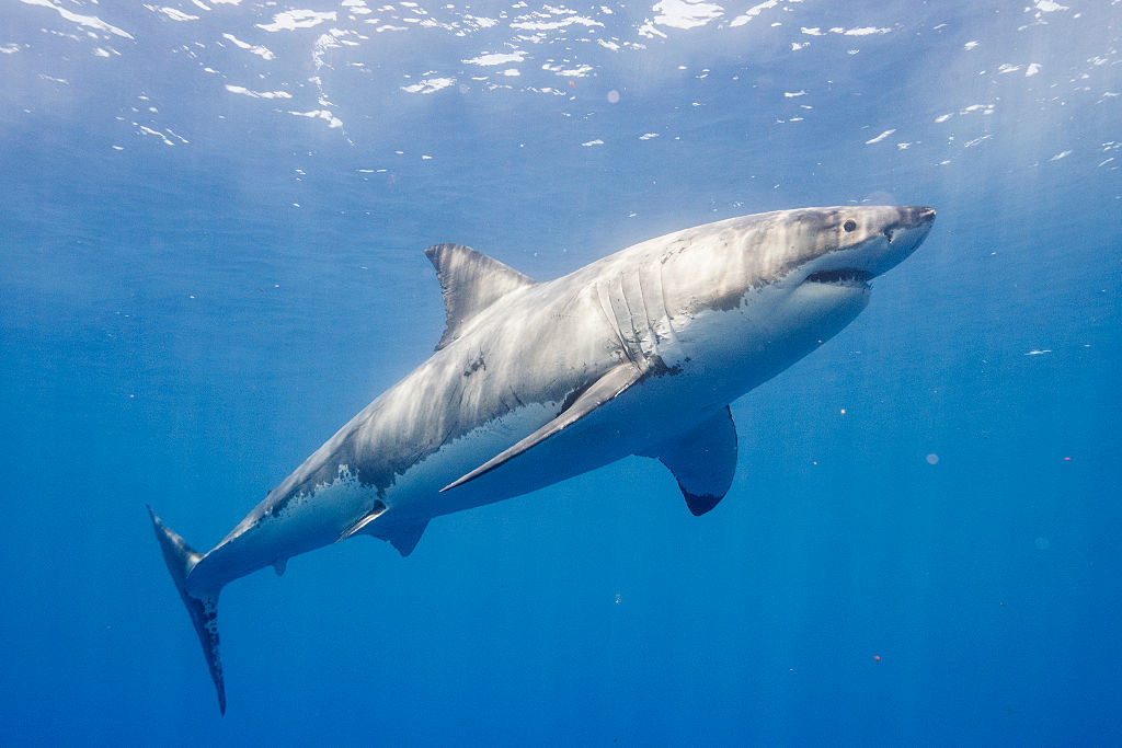 A great white swimming