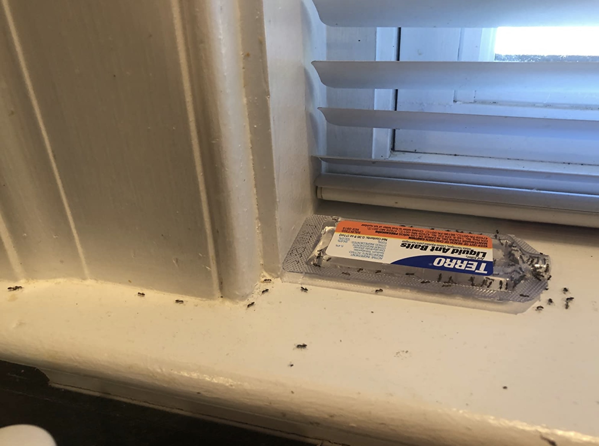reviewer photo showing ants crawling into the trap on a windowsill 