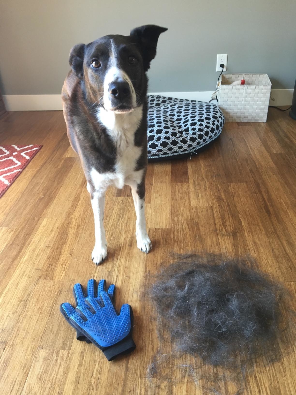 a reviewer&#x27;s dog standing behind two deshedding gloves and a large pile of fur