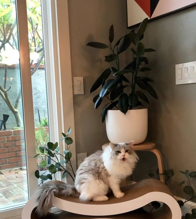 a cat sitting on the scratcher lounger, which is sitting on the floor surrounded by plants 