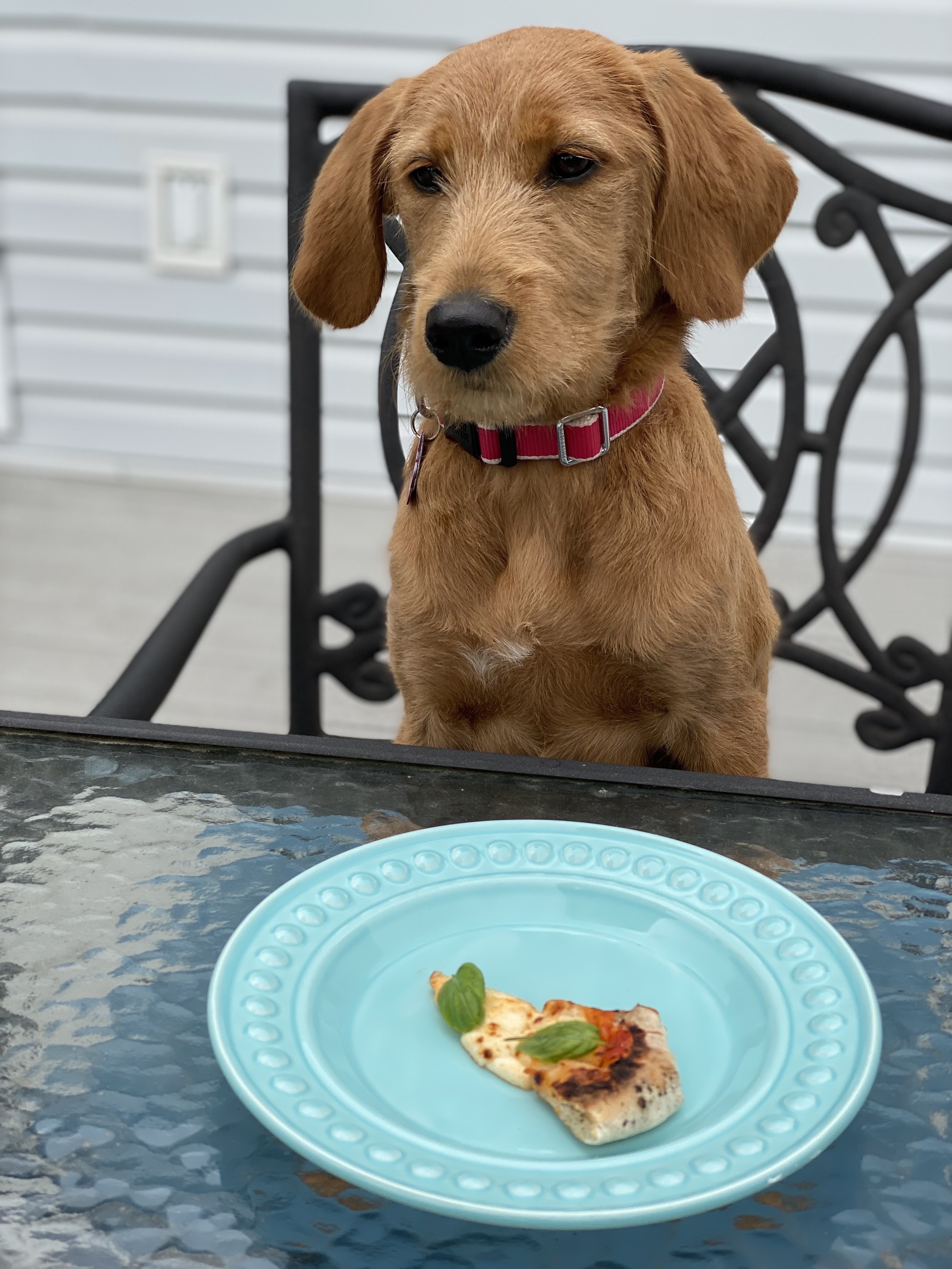 A puppy with a slice of pizza on a plate 