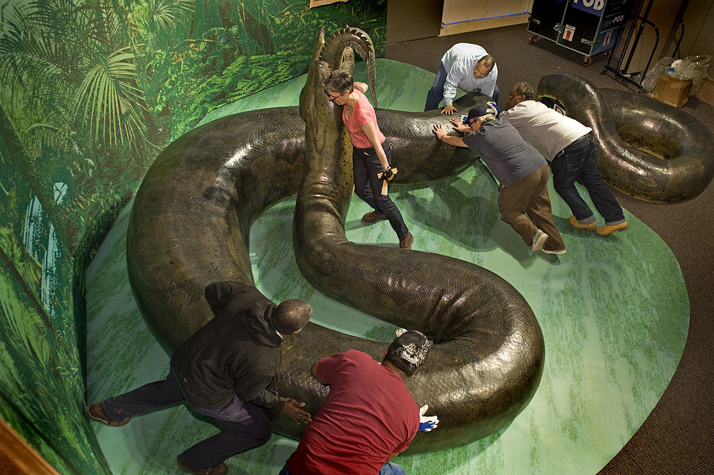 A Titanoboa replica in a muesum being arranged by a group of people