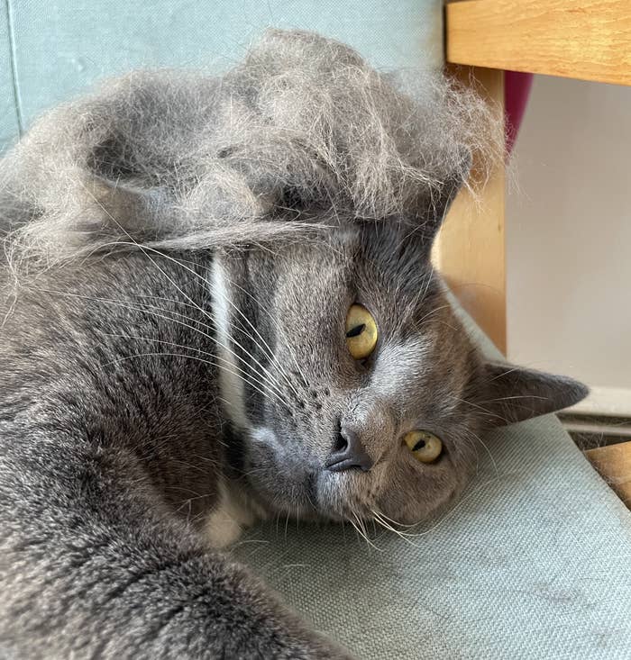 a buzzfeed editor's cat with a giant ball of fur on their head