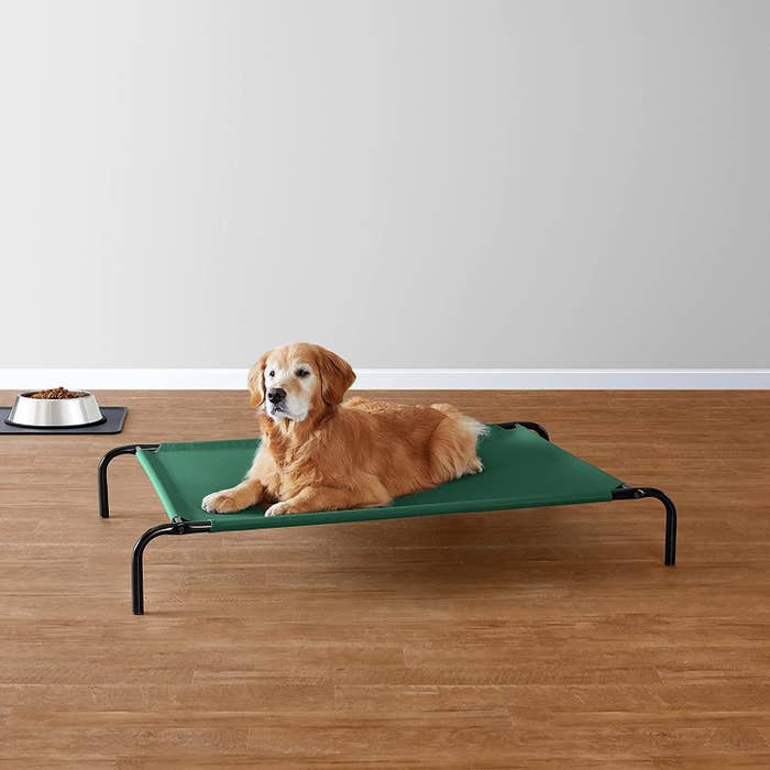 elevated pet bed