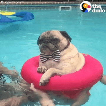 a pug chilling in an inner-tube in a pool