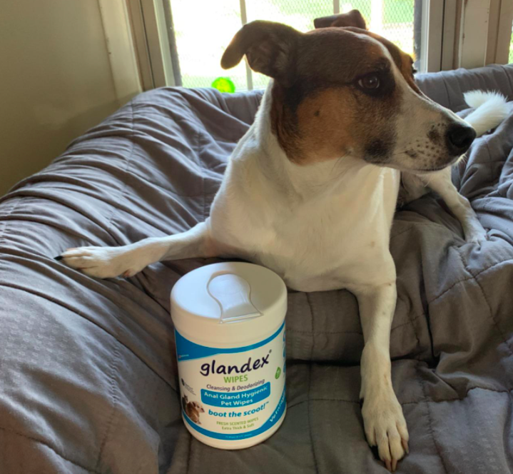 A customer review photo of their dog next to the wipes