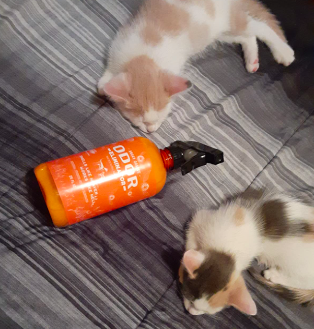 A customer review photo of the bottle next to their two tiny kittens
