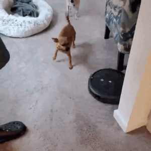 Gif of iRobot Roomba gliding across floor while a small dog barks