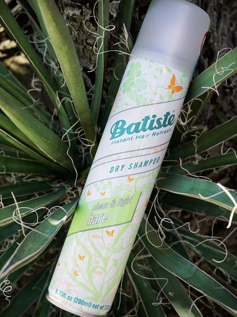the dry shampoo in a bed of cactii