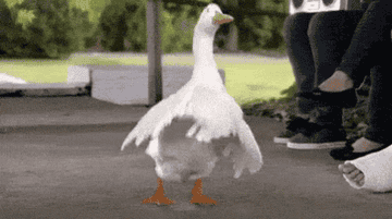 Goose dancing
