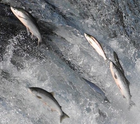 Fish swimming upstream in a river.