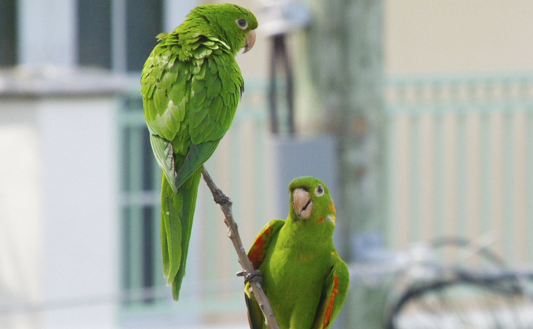 Two mitred parakeets