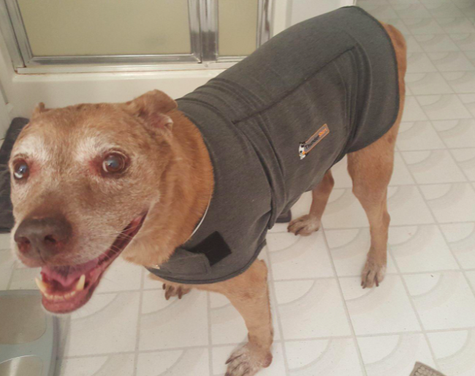 33 things you need if your pet sleeps in bed with you