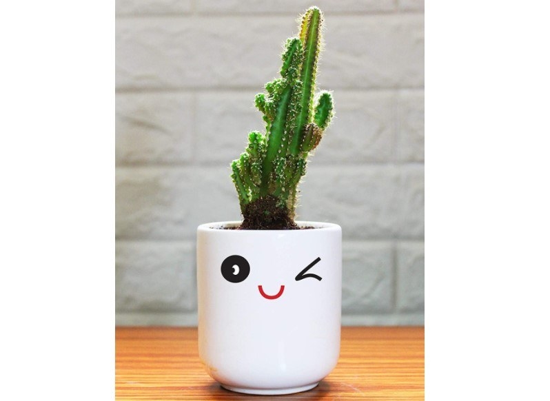 A mini cactus in a white flower pot with a winking face on it.