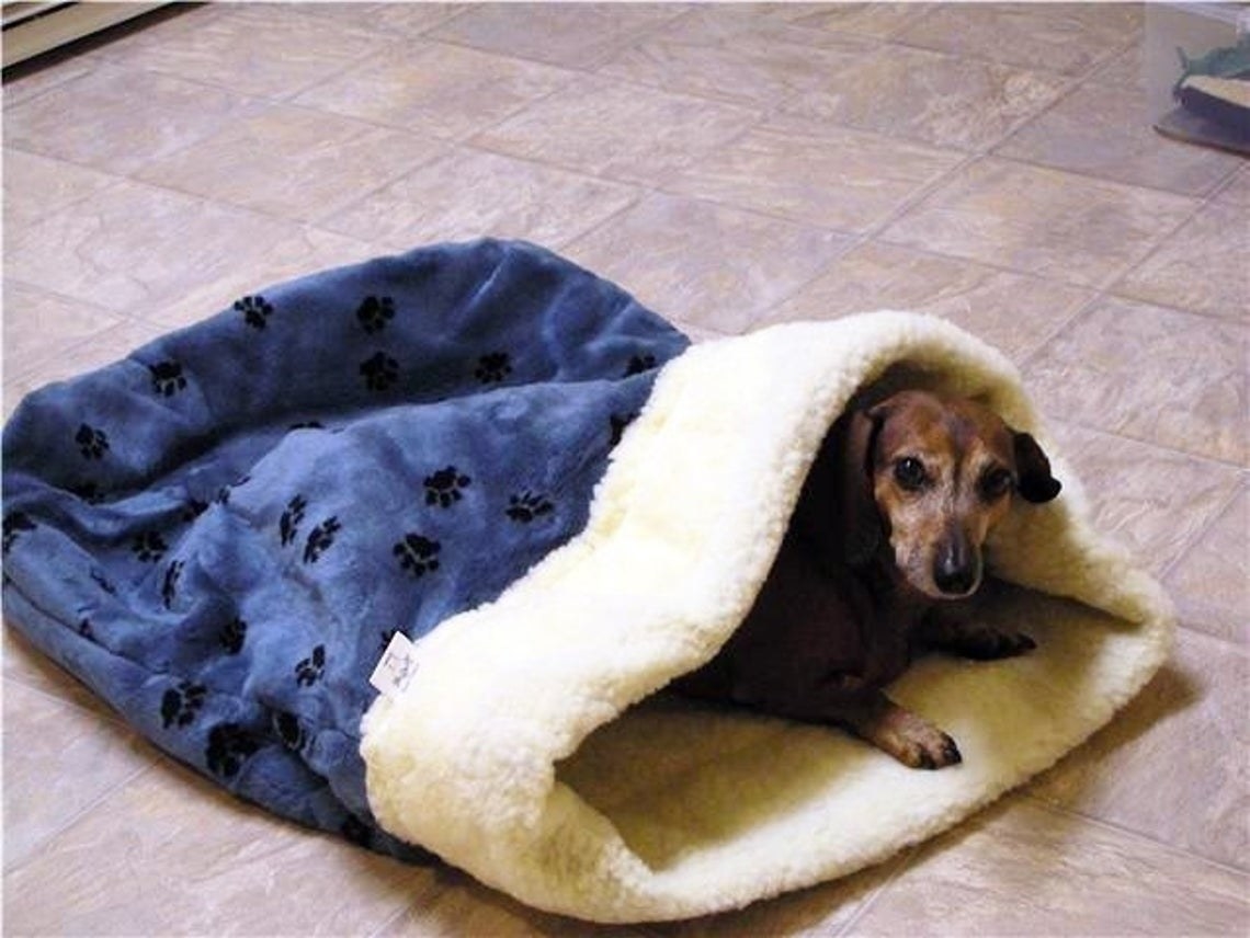 A dog nestled up in the sleeping bag