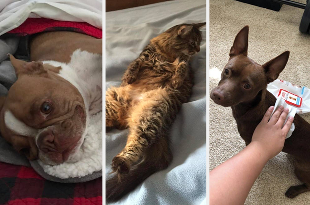 33 Things You Need If Your Pet Sleeps In Bed With You