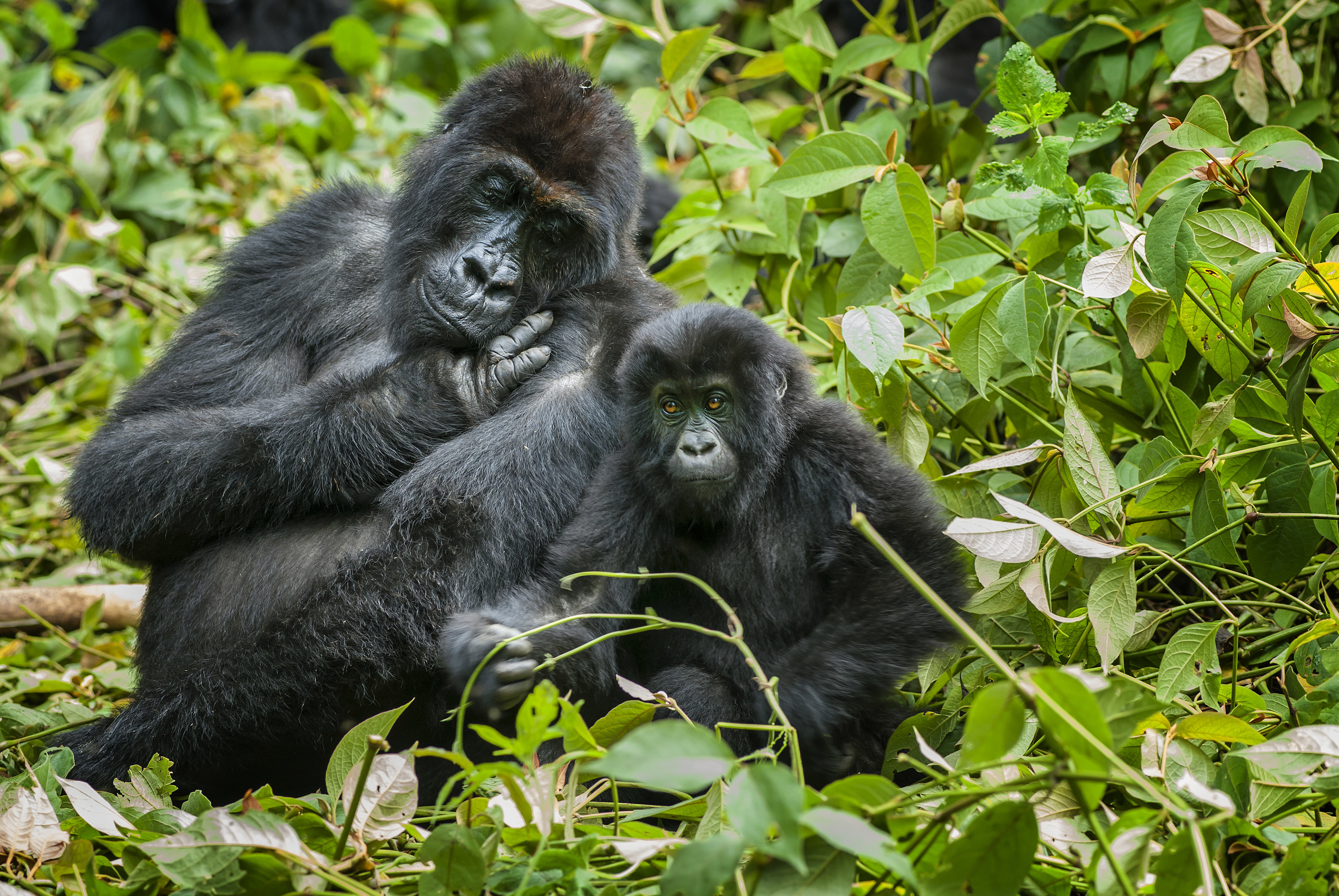 Two gorillas, one large and one small, sit on a leafy area of a forest.