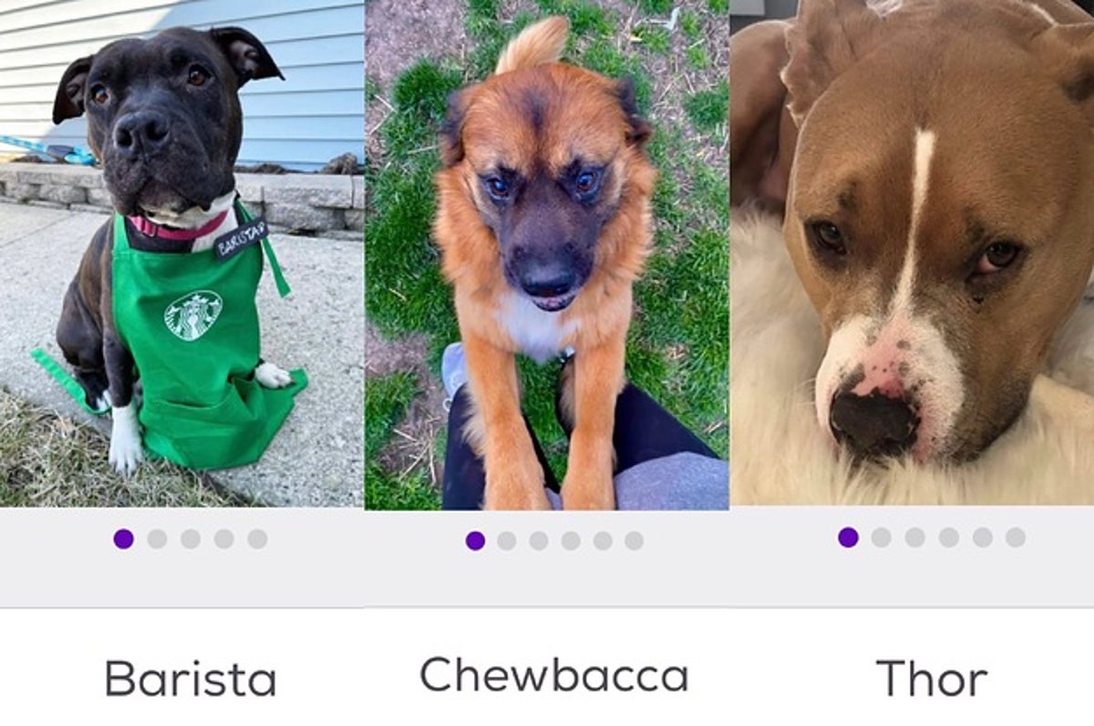 15 Unusual Dog Names That Just Make Sense