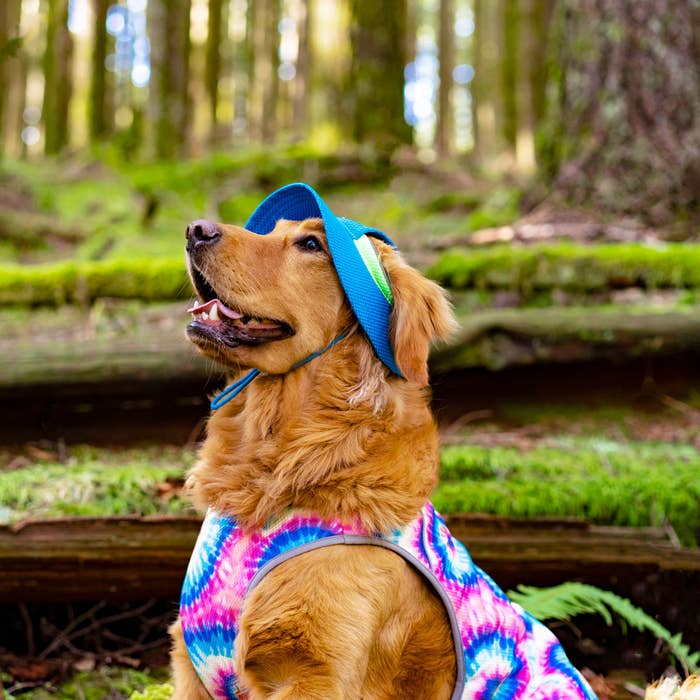 A golden retriever wearing a tie dye cooling vest