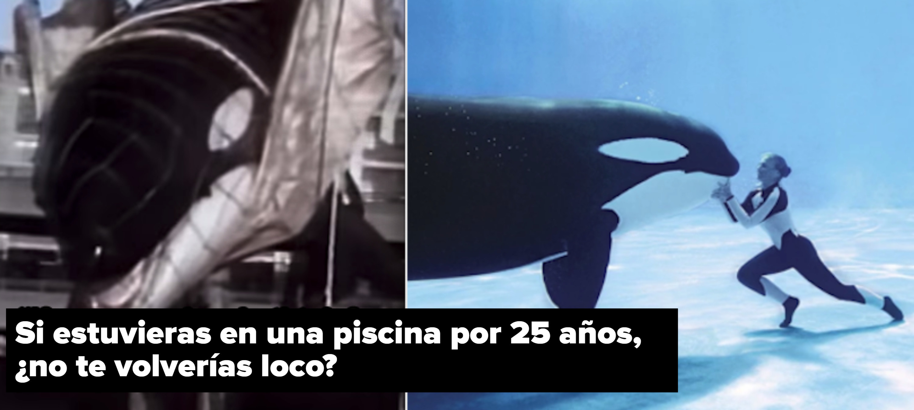A side-by-side of an orca being moved to a facility, and a pic of a trainer with an orca under water