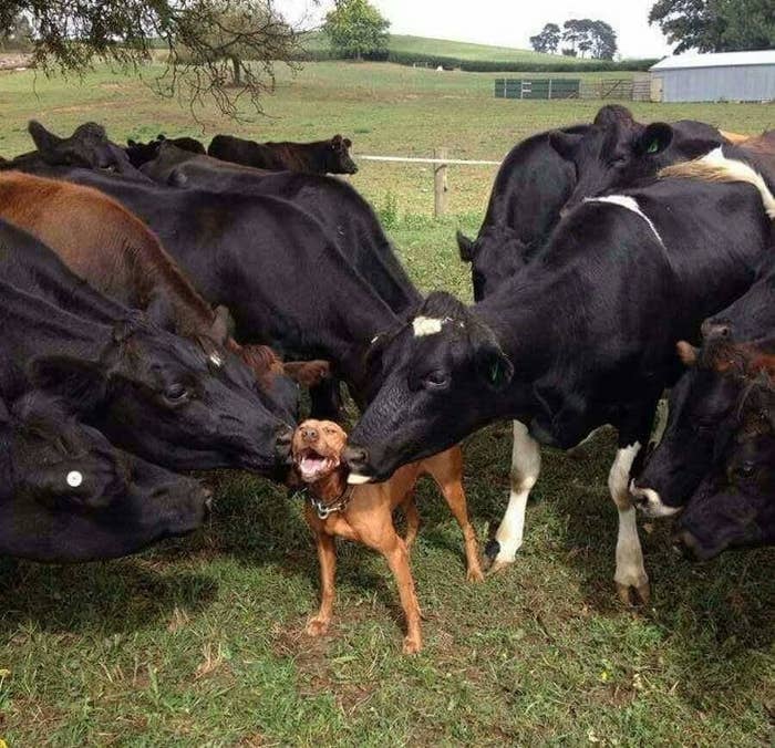 Dog happily hanging with cows