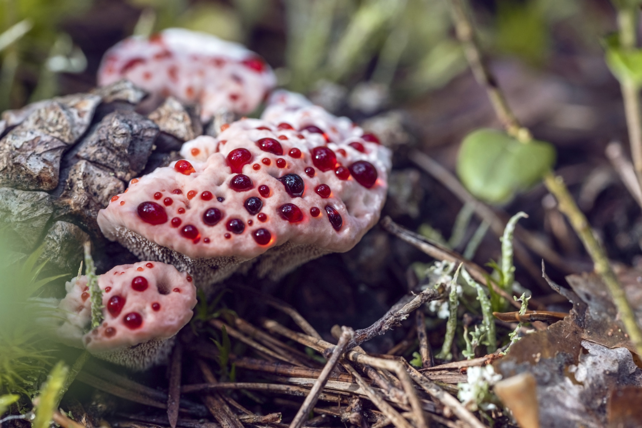 A fungus on the forest floor covered in droplets of what looks like blood