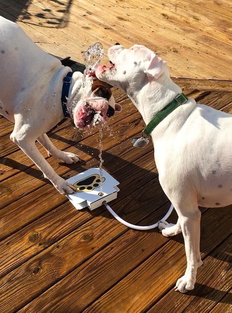 reviewer's two dogs drinking from the outdoor paw-activated water fountain