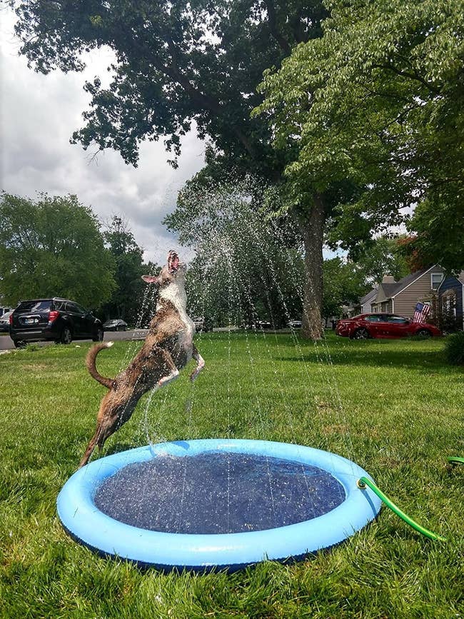 reviewer image of a dog jumping into the water sprayed by the sprinkler pad