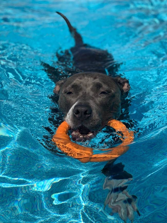 reviewer's dog swimming in a pool with the LaRoo ring in its mouth