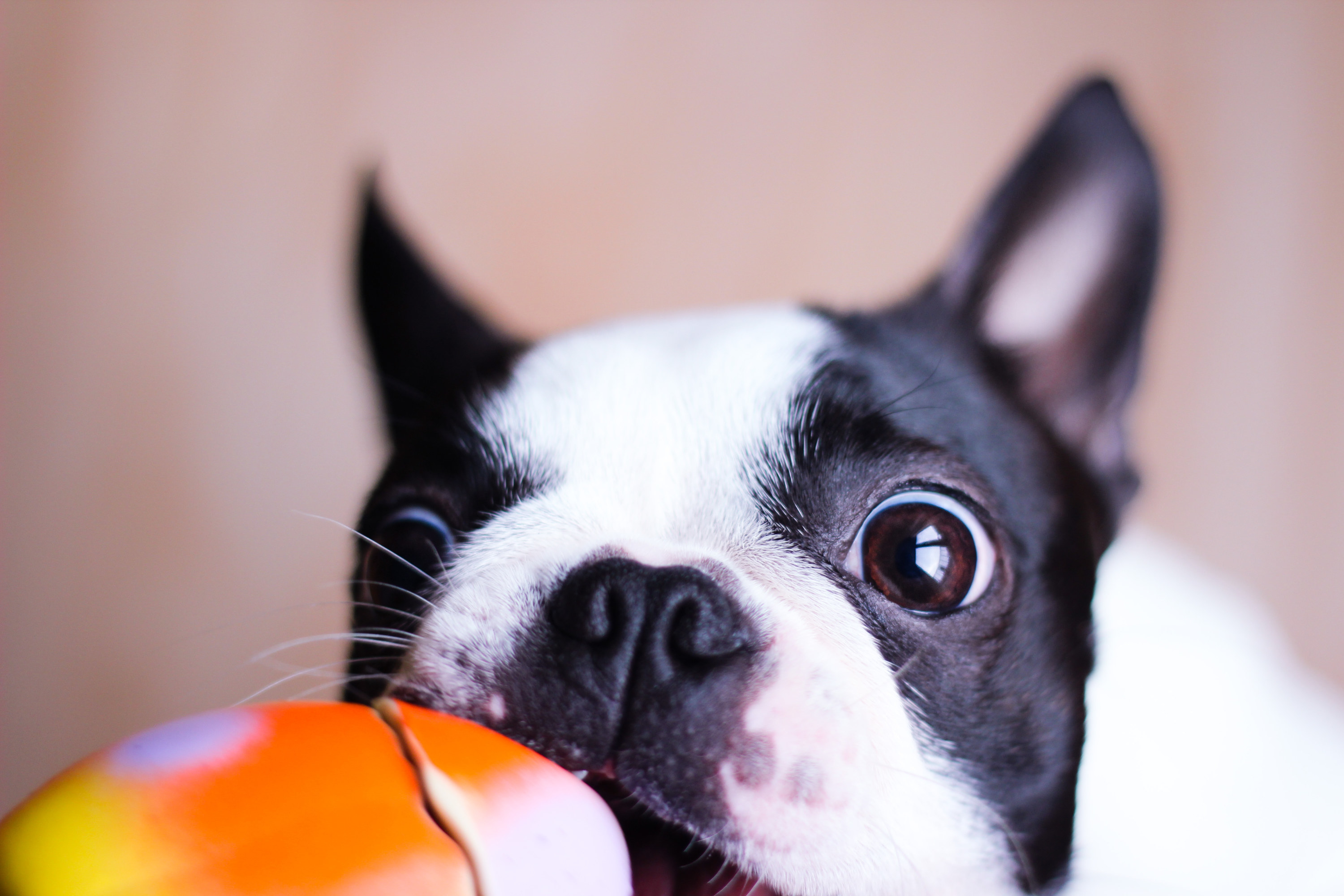 Boston terrier plays with a squeaky toy