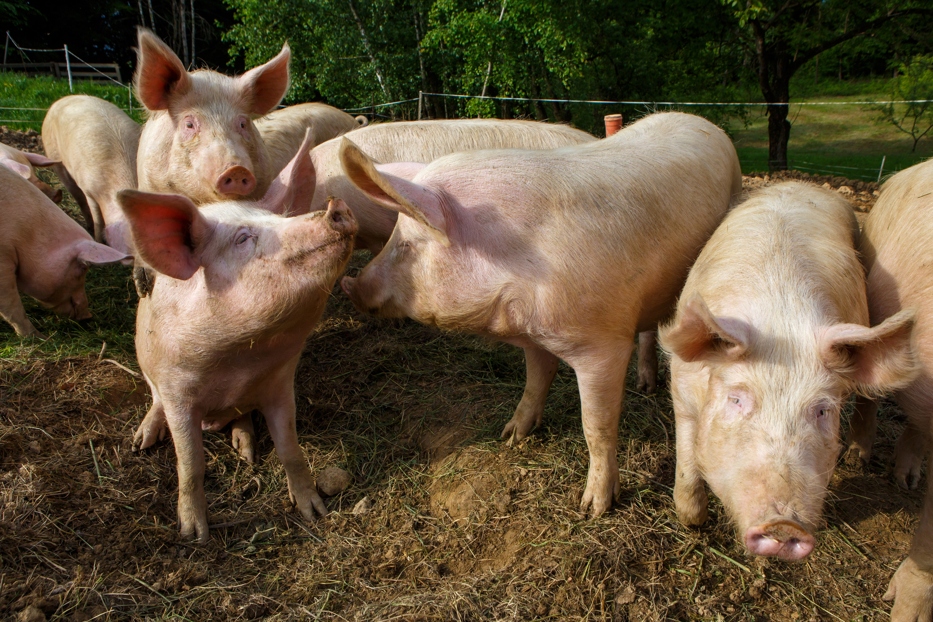 Pigs on a pig farm