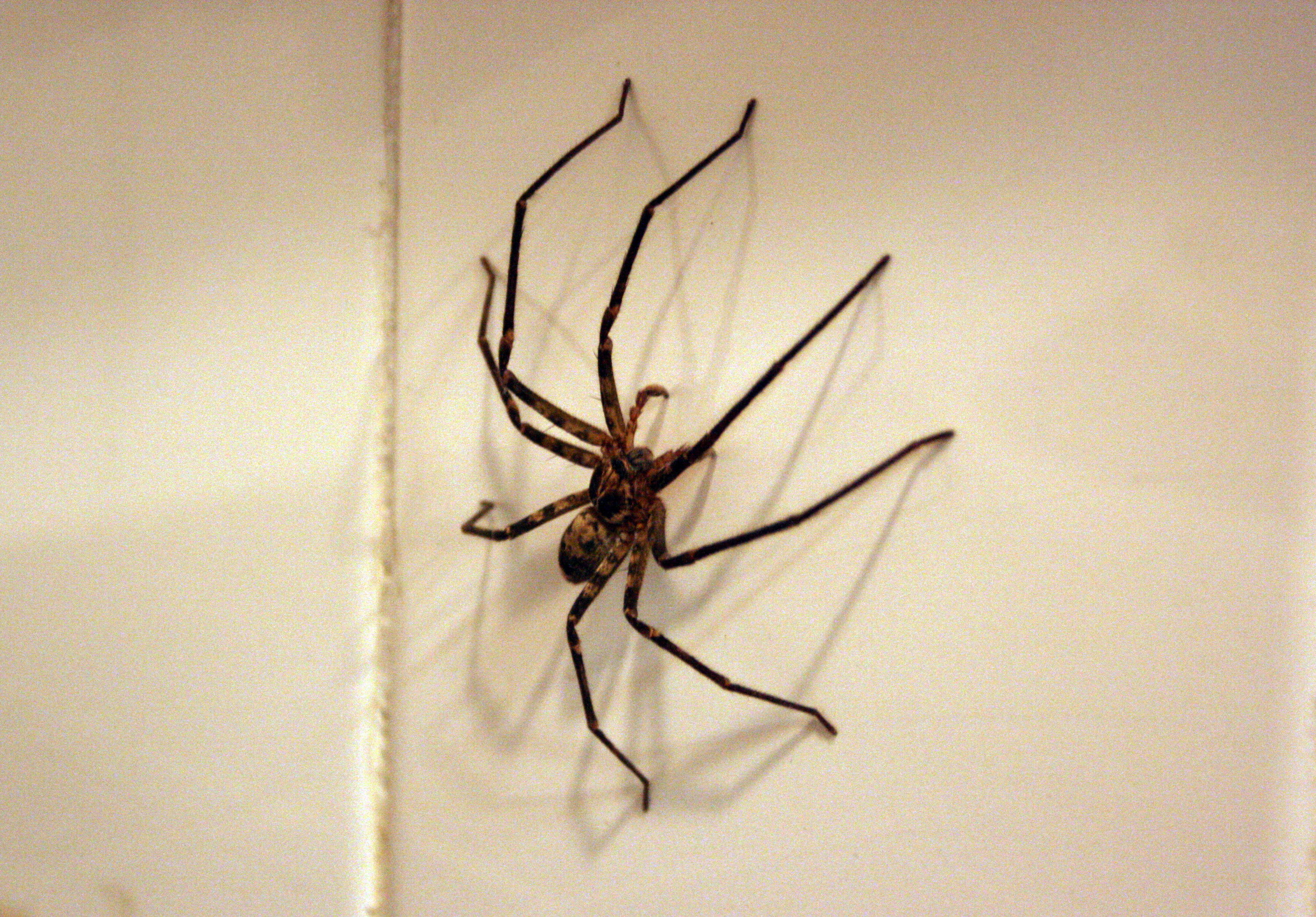 A large huntsman spider on a wall