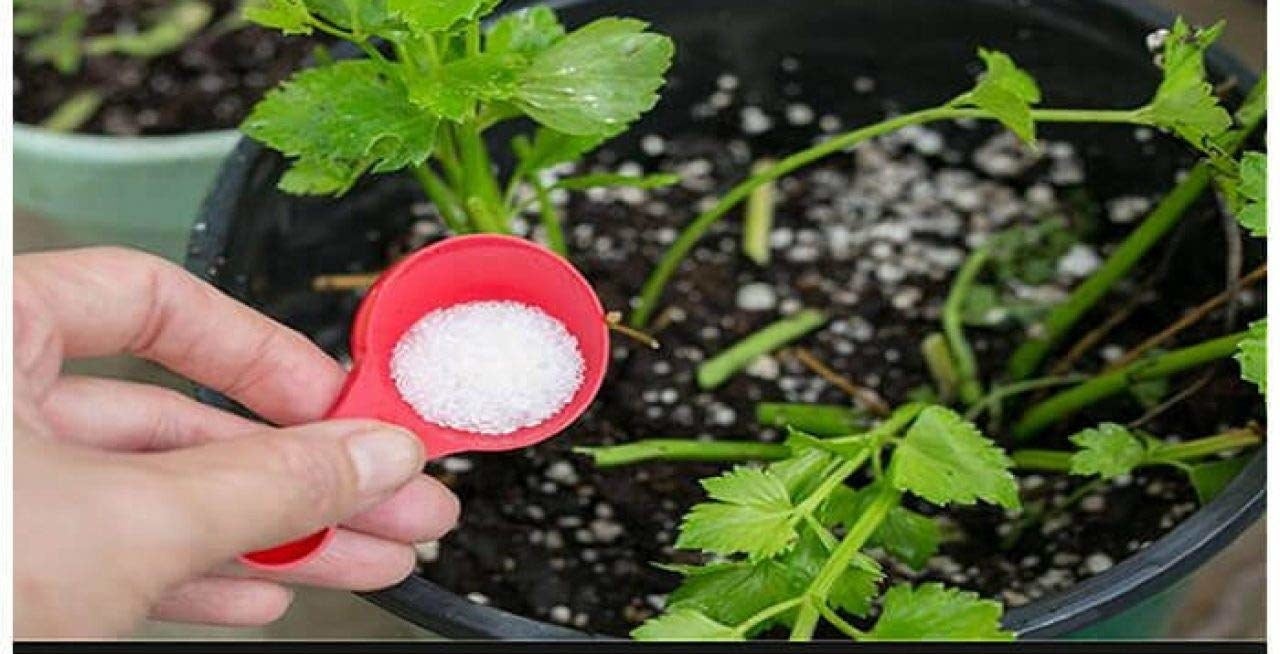 A spoonful of Epsom salt being put in a potted plant.
