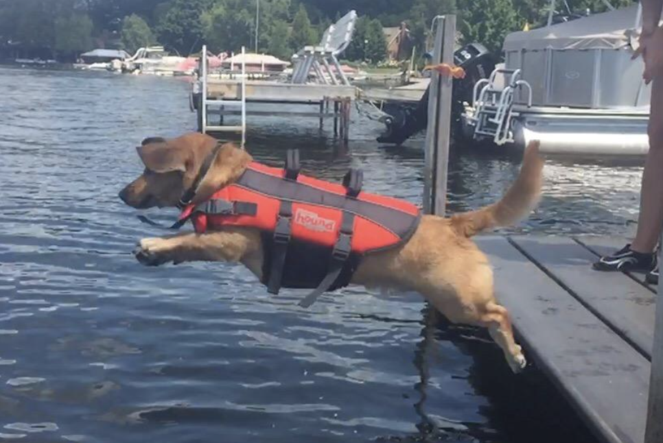 Dog in life jacket jumping into lake