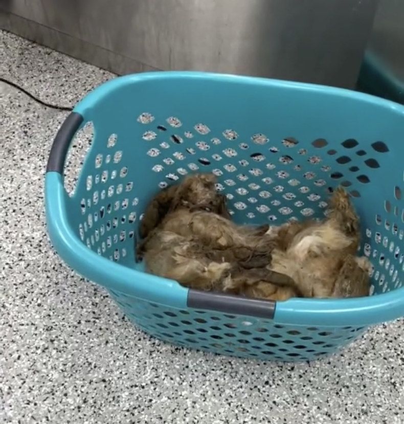 The matted hair placed in a basket