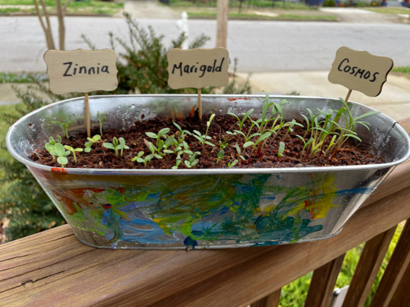 a stainless steel oval tub with paint all over it obviously by a kid and plants sprouting out of dirt inside of it with painted signs to note what plants they are