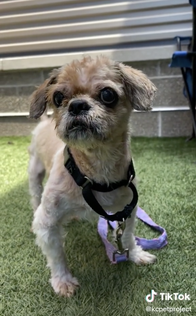 Shih tzu hot sale without hair