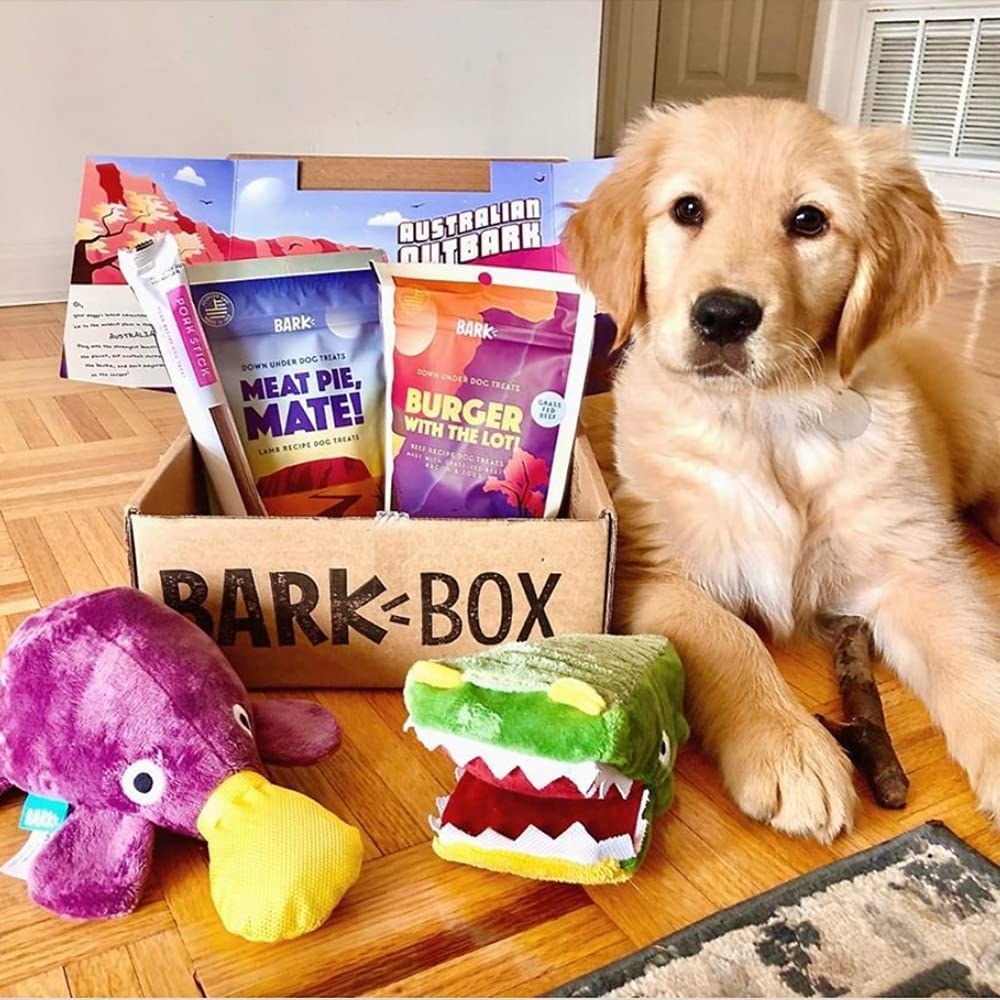 Golden retriever puppy sitting next to an open BarkBox of toys