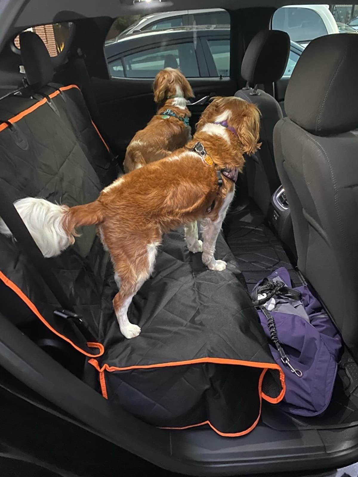 Two dogs on liner in car