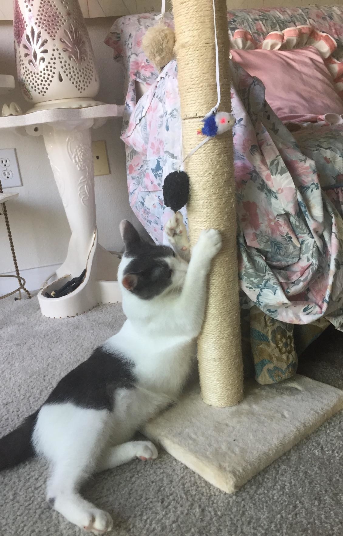 reviewer showing a cat scratching at a scratching post