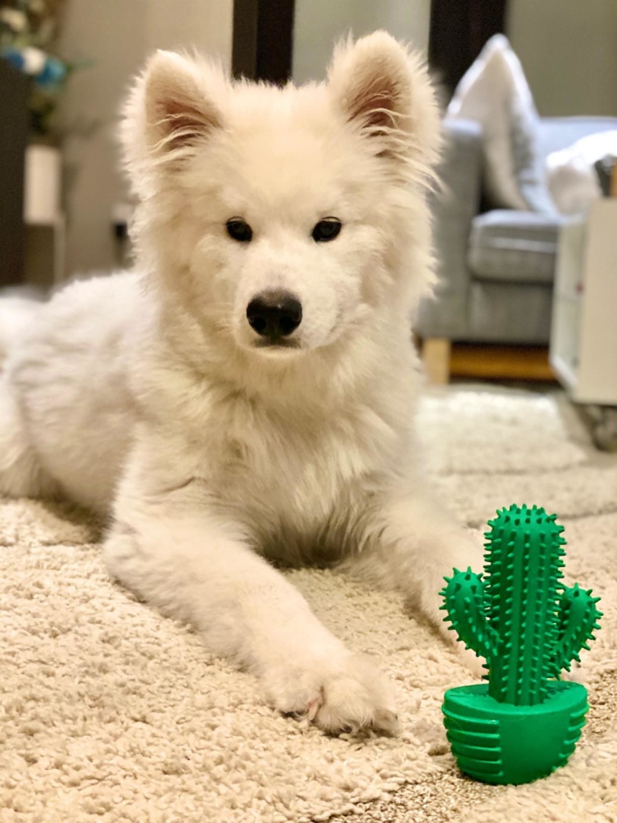 reviewer showing a white samoyed dog behind the cactus shaped dog toy