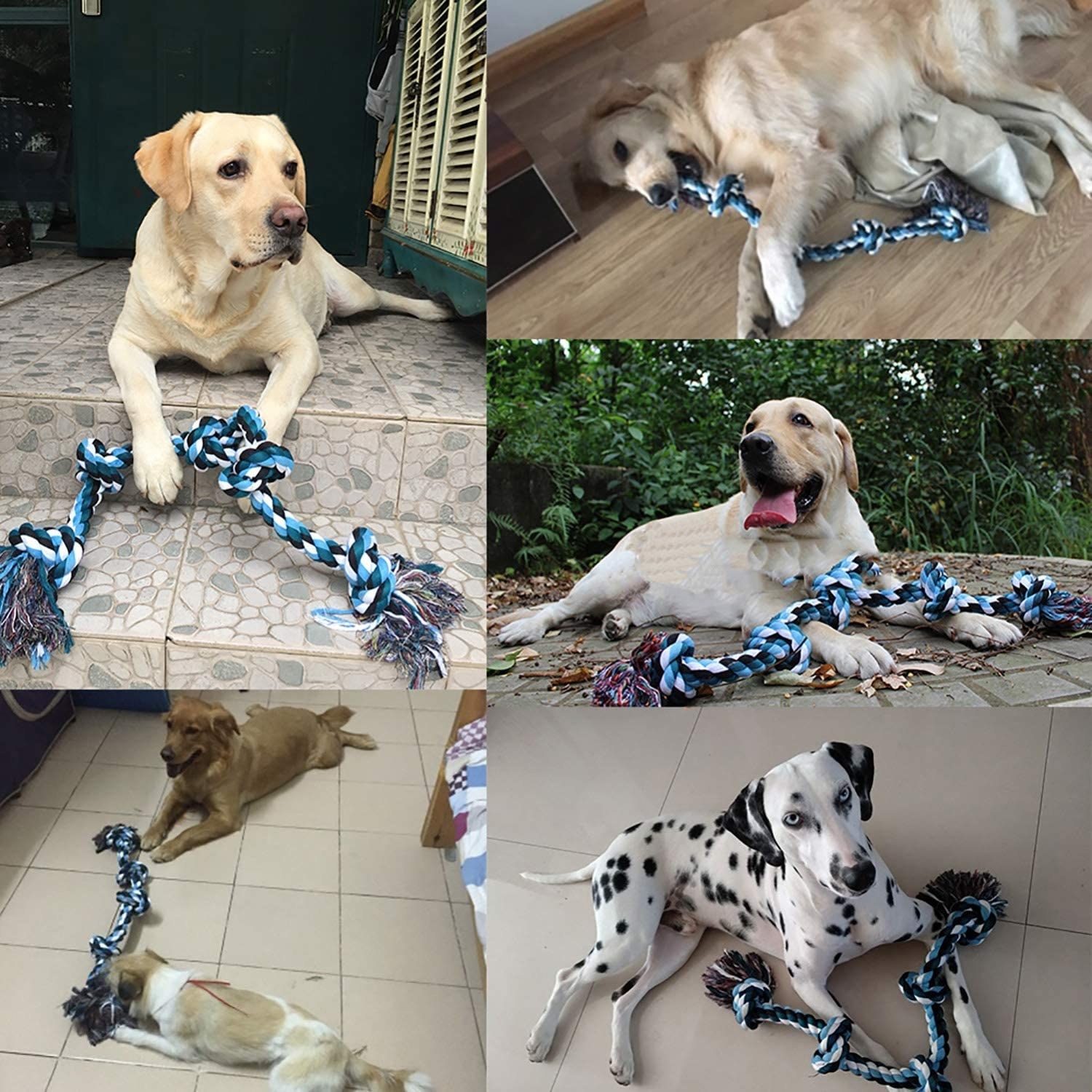 five different dogs with the blue rope toy in front of them
