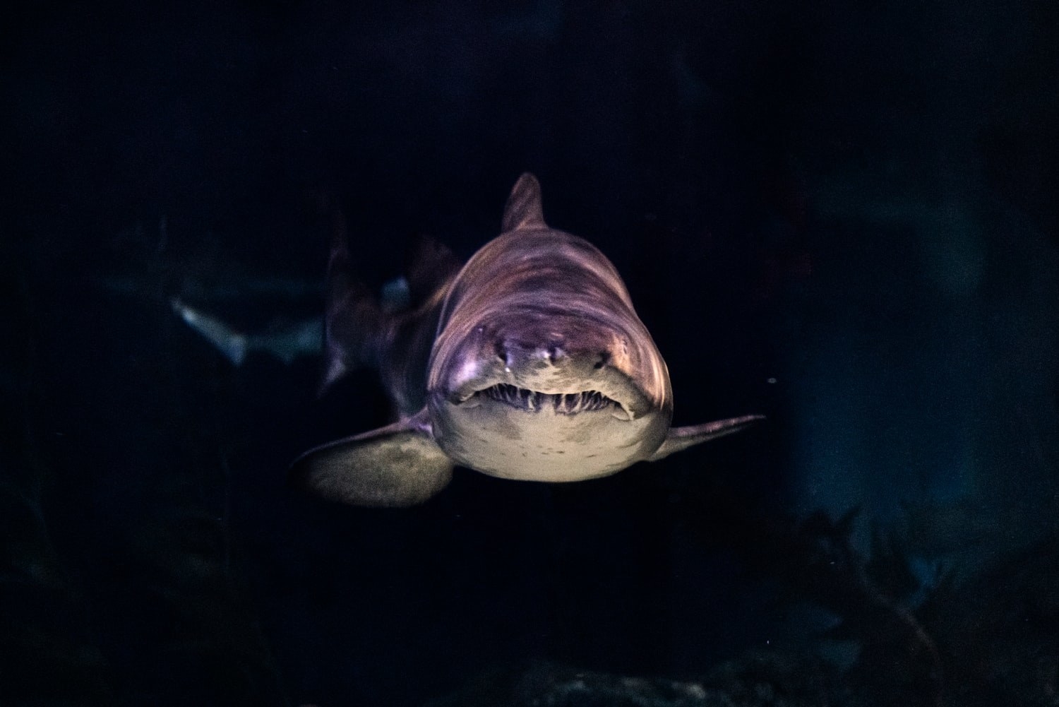 Shark coming directly at the screen, teeth showing and looking scary. 