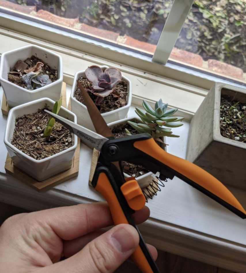 A reviewer holding the pruners