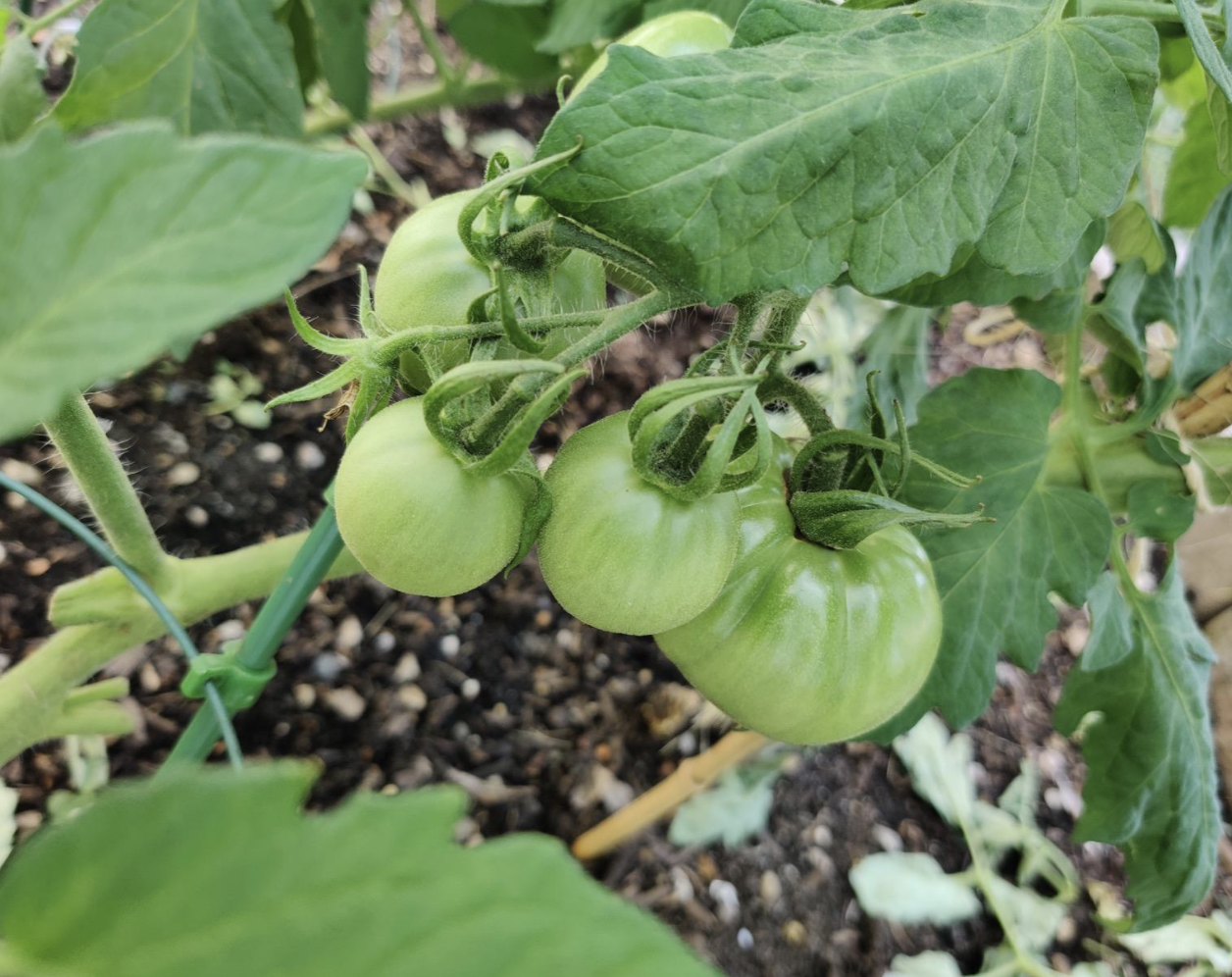 A reviewer&#x27;s live tomato plant