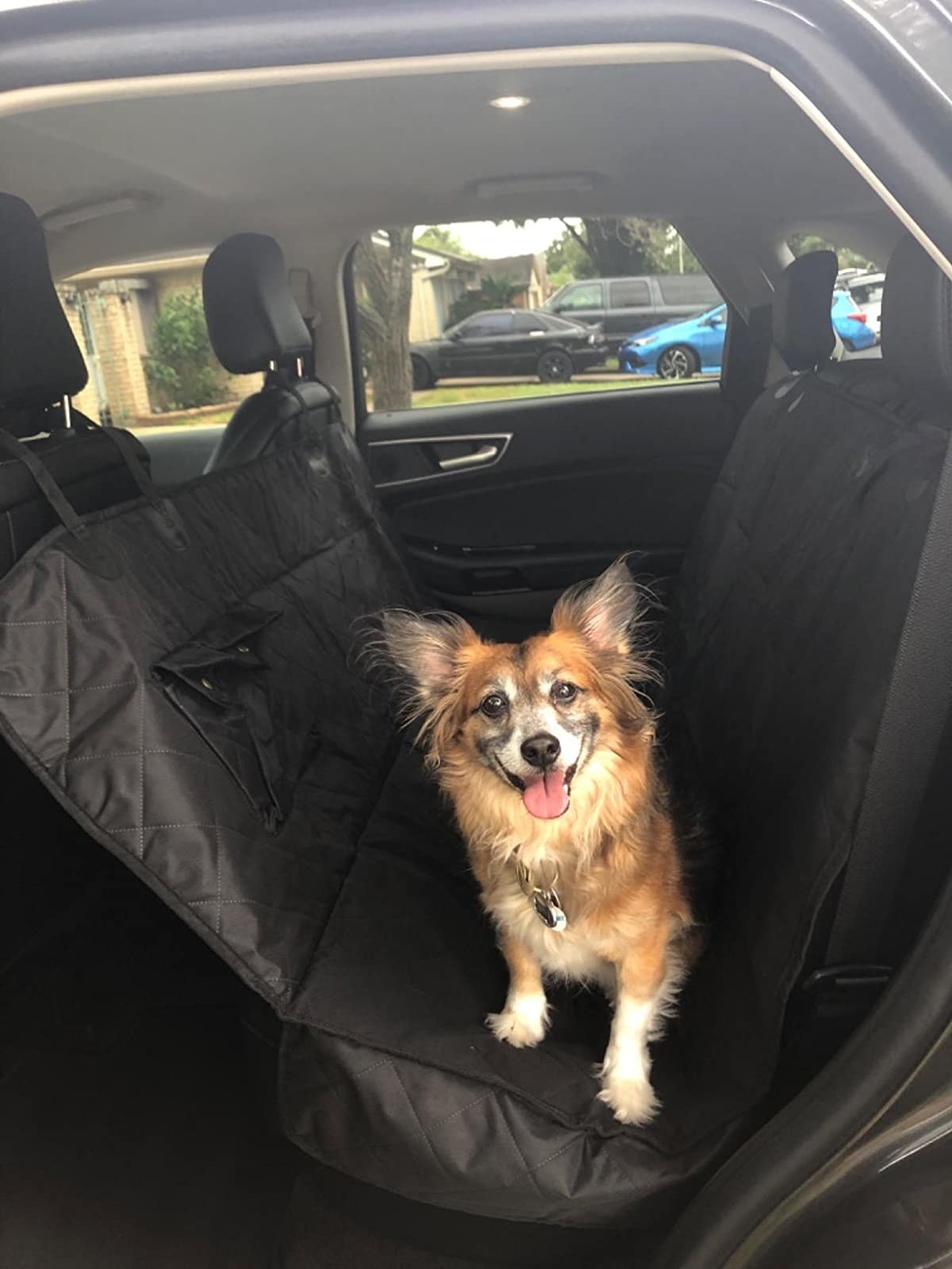 reviewer showing a black seat cover in the back seat of a car with a dogs standing on it